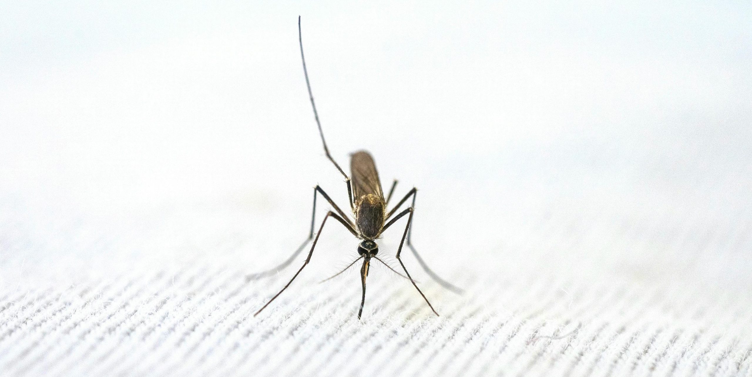 mosquito on jeans