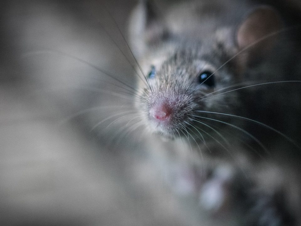 mouse close up