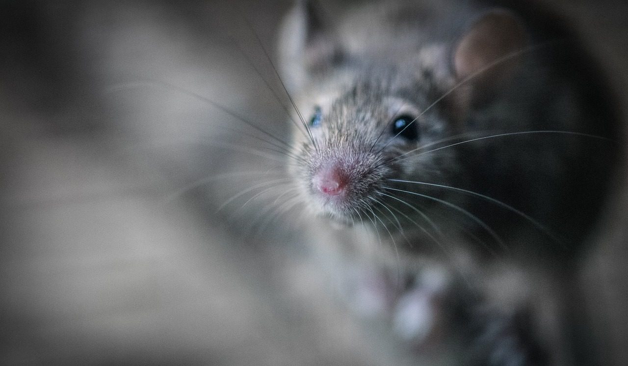 gray mice blurred image