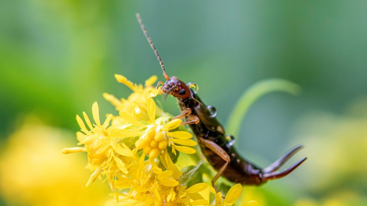 Earwig