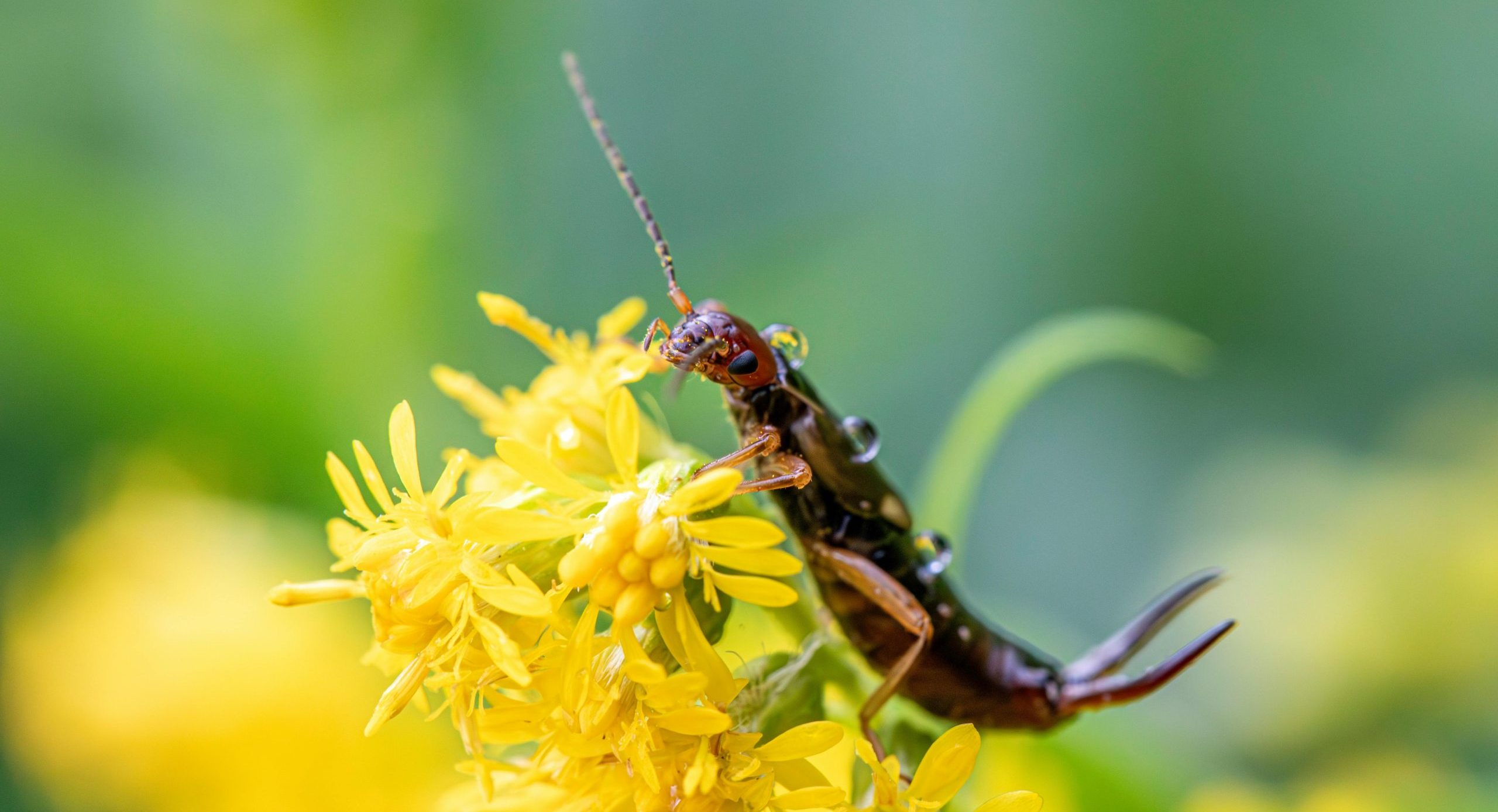 earwig