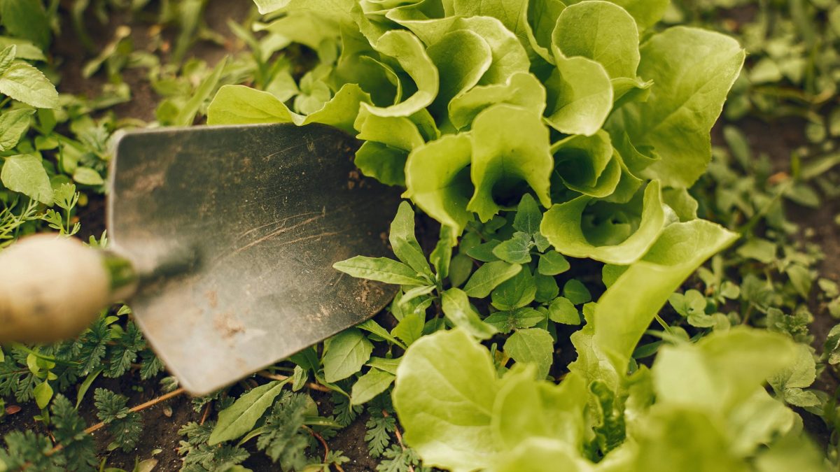 Plant getting dug up