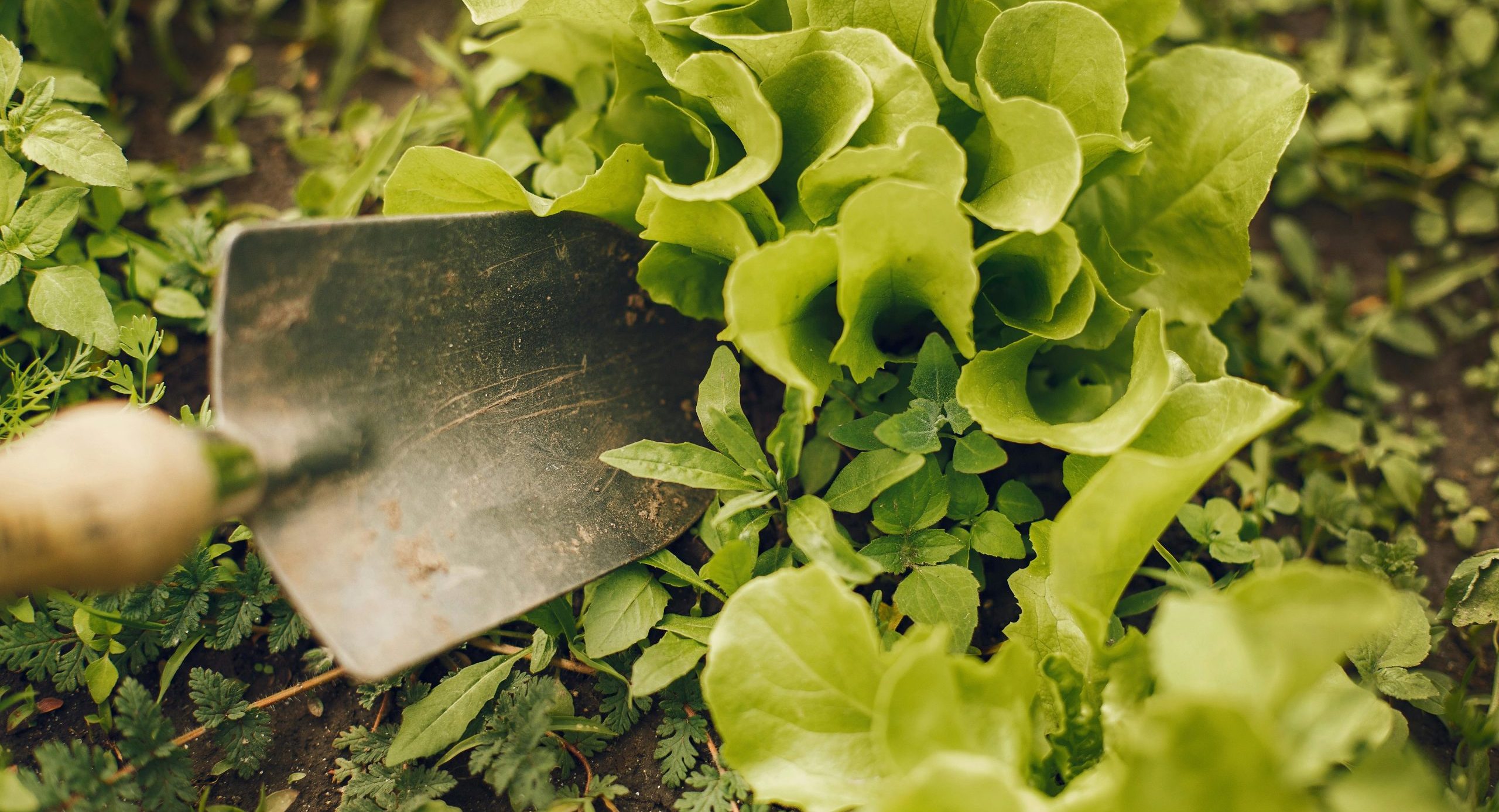 plant getting dug up