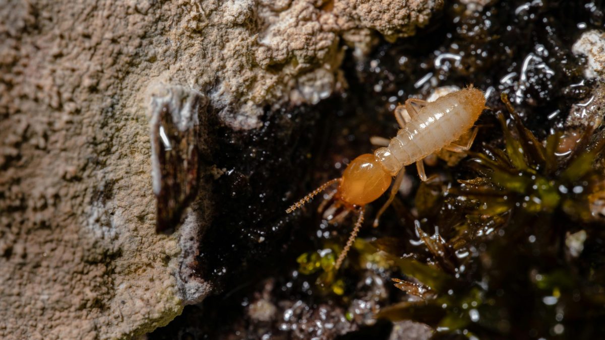 Termite