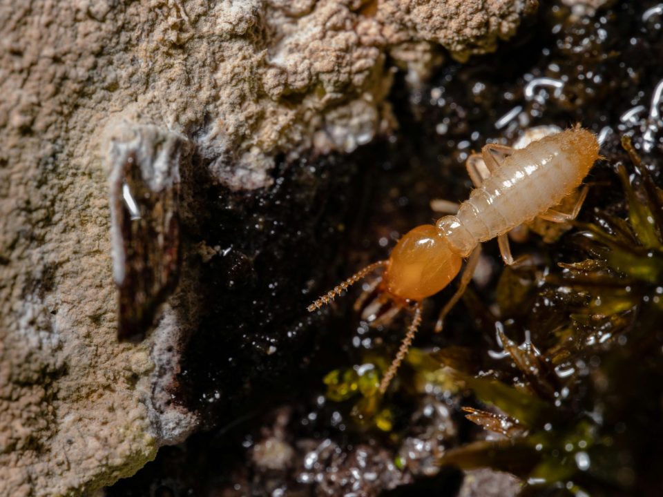 Termite