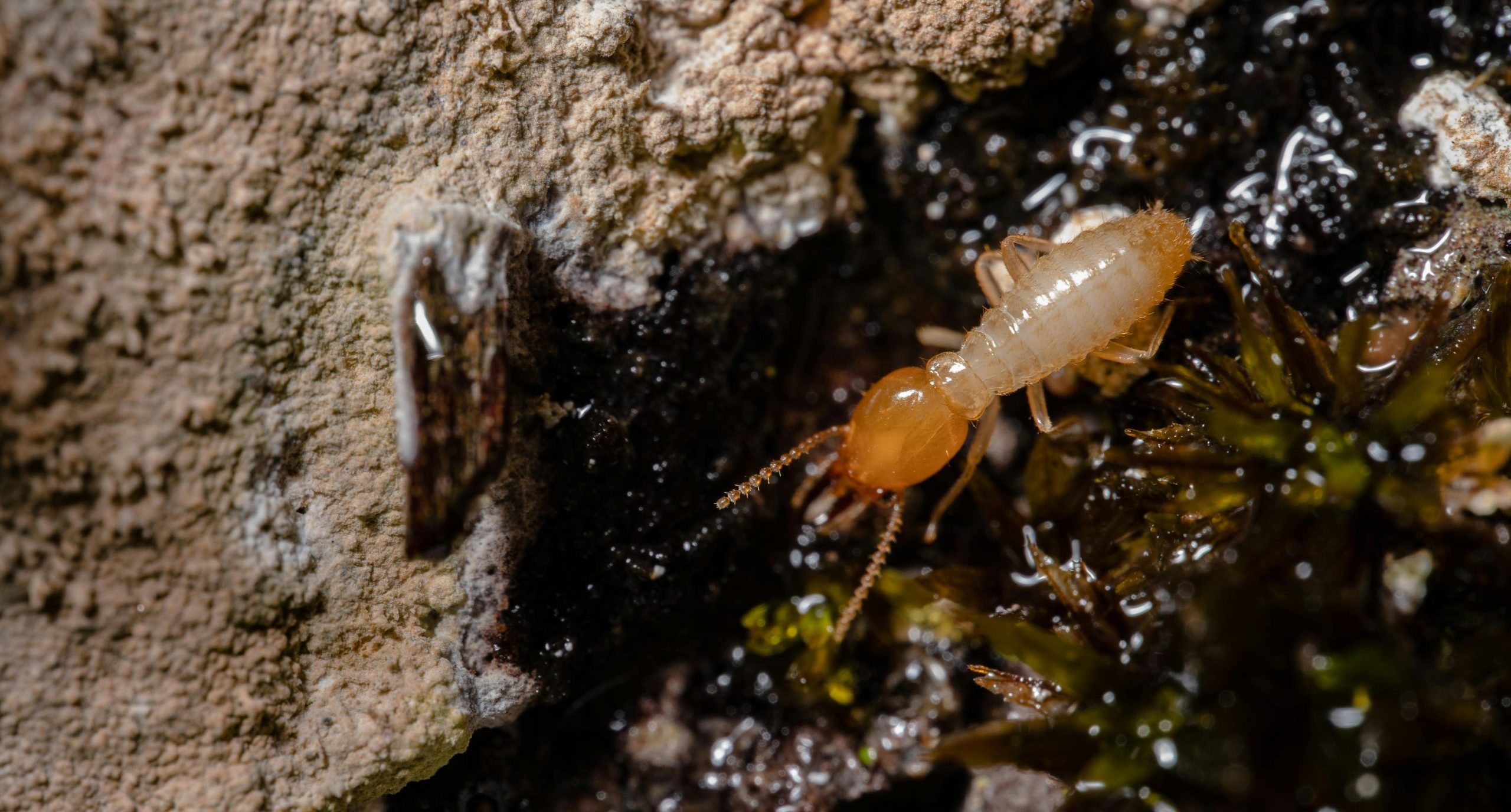 Seven Signs Of A Termite Infestation
