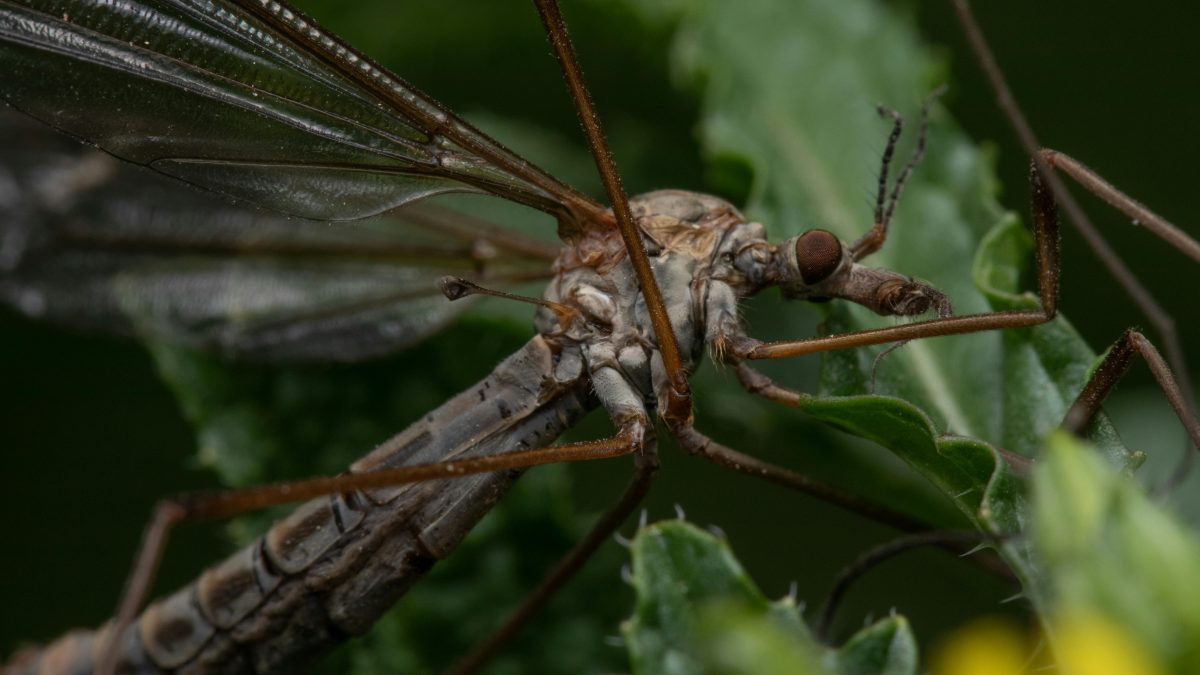 Crane fly