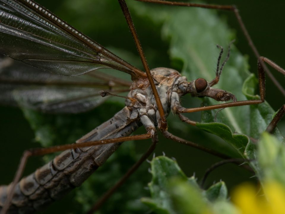 Crane fly