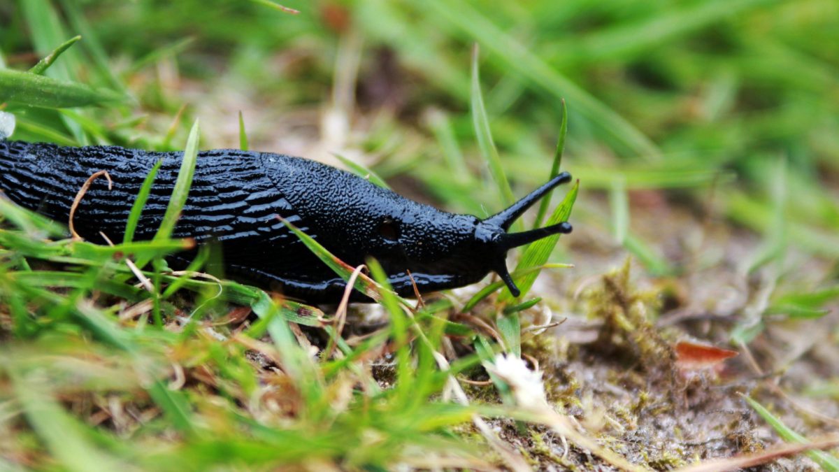 Slug
