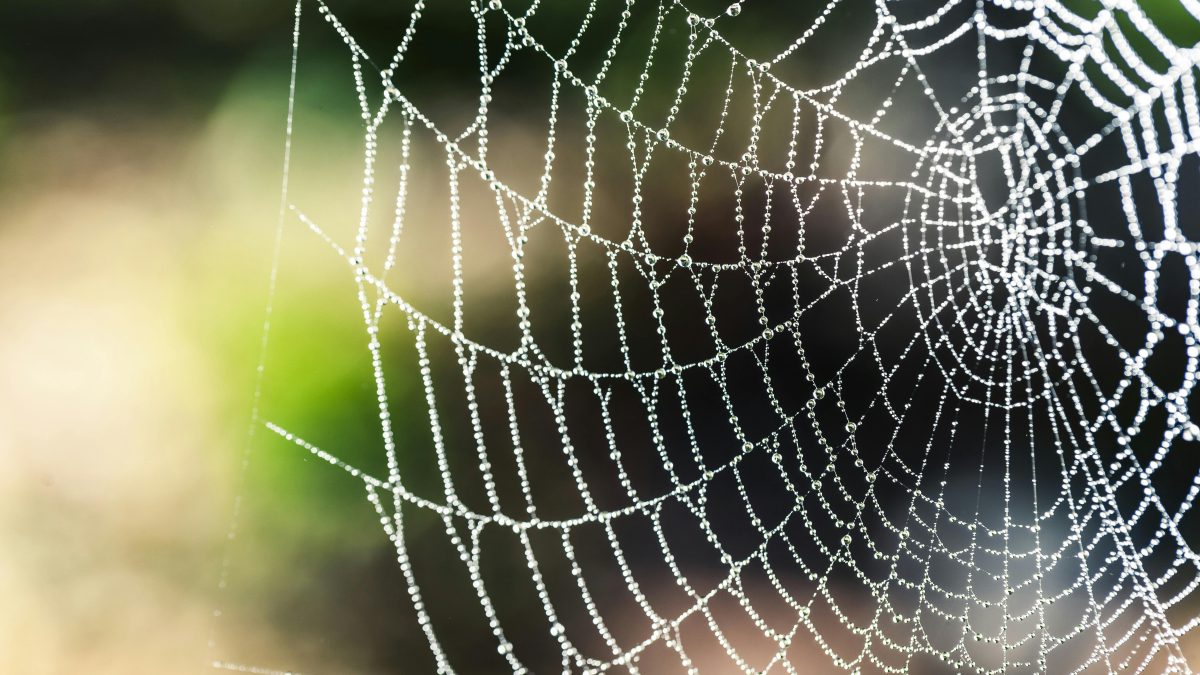 Spider web