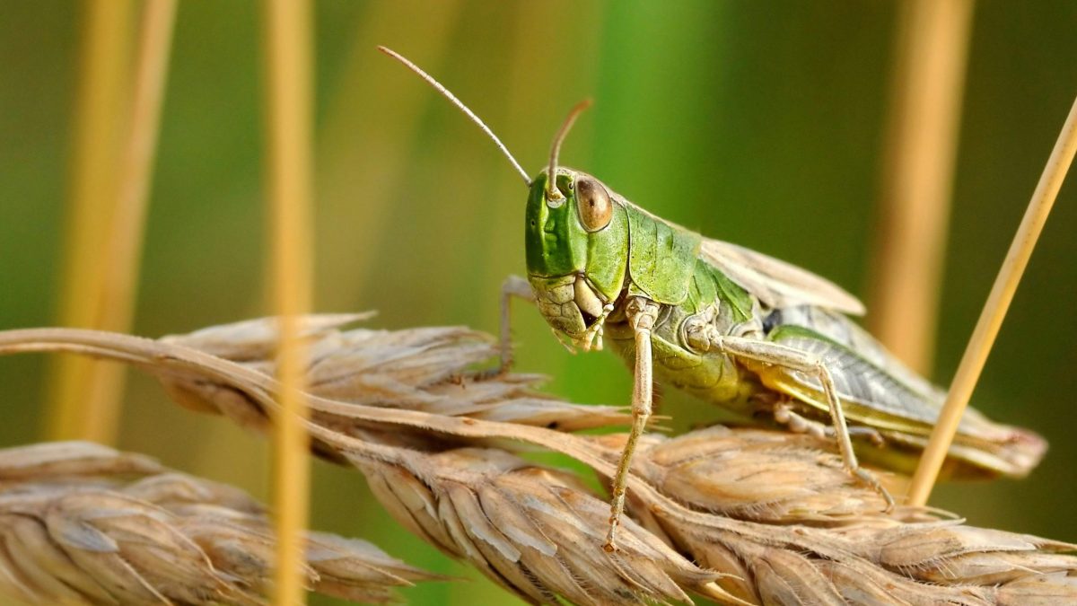 Grasshopper