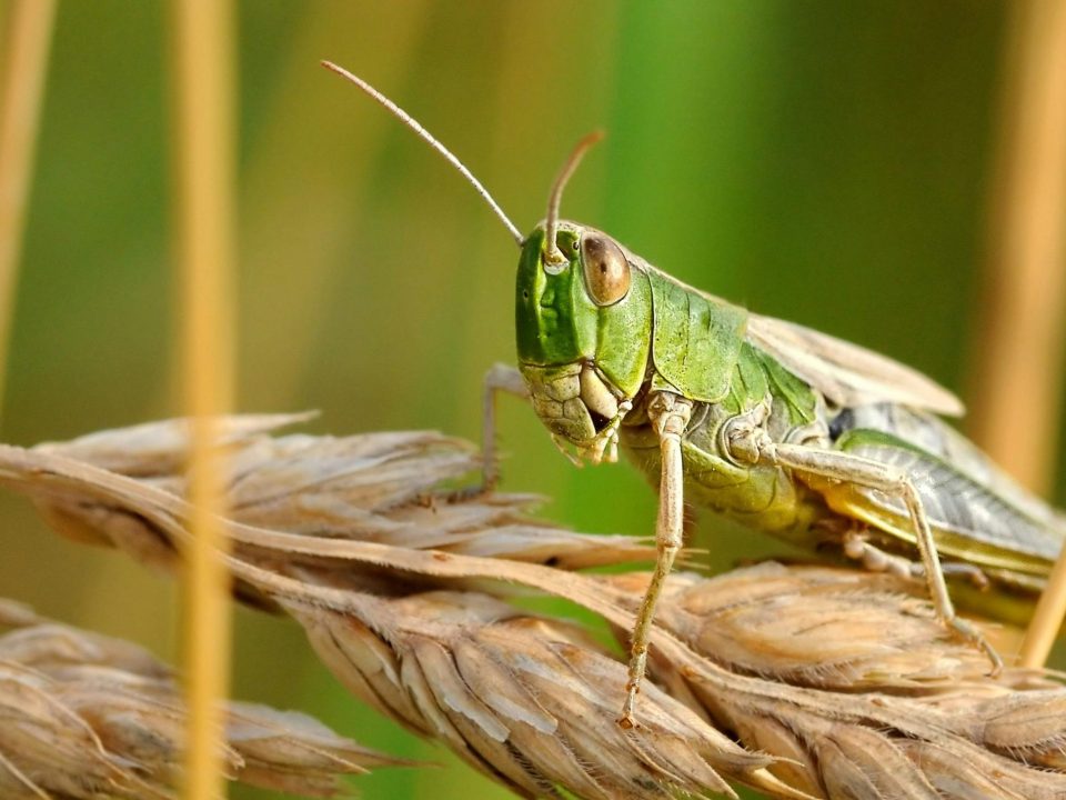 Grasshopper