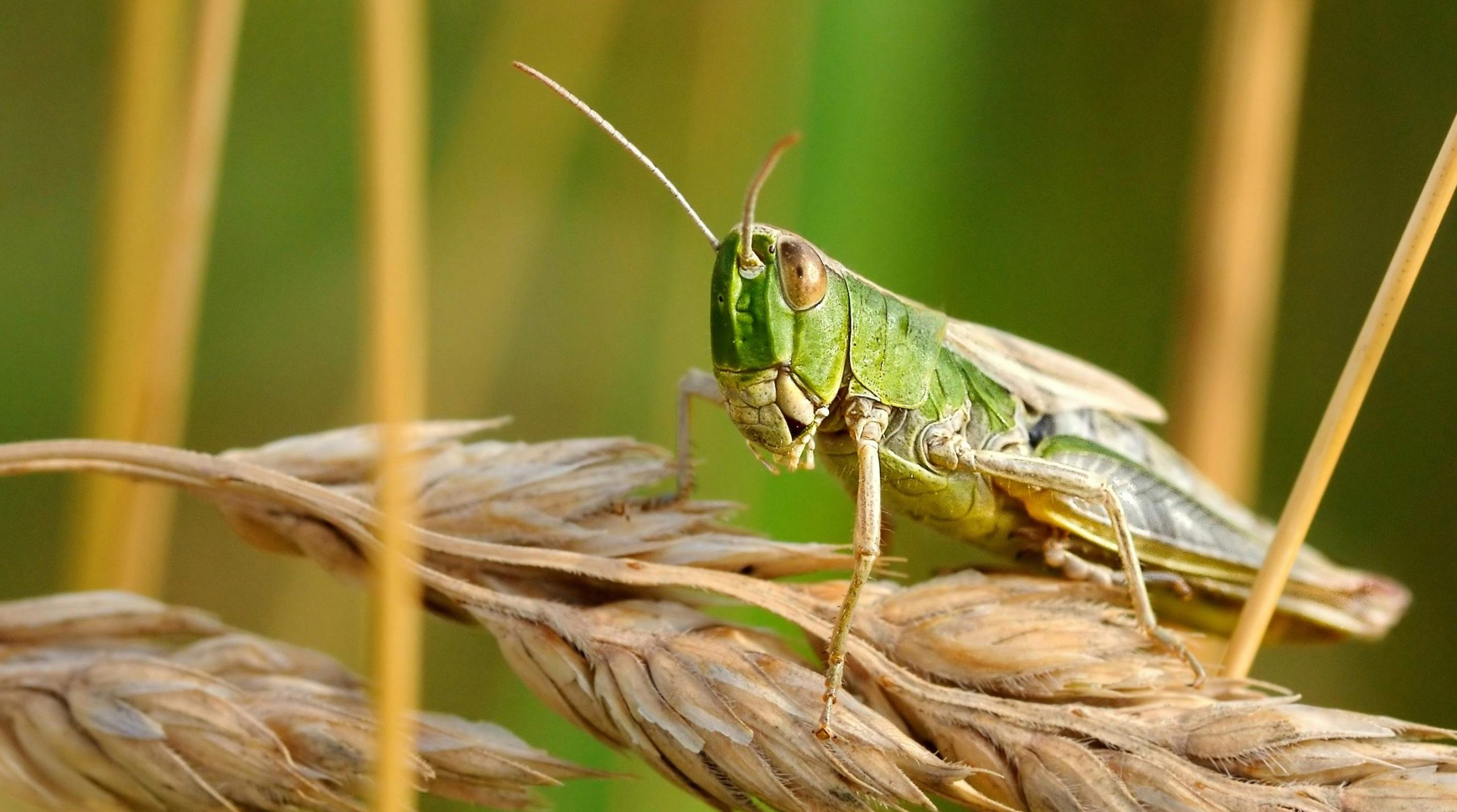 grasshopper