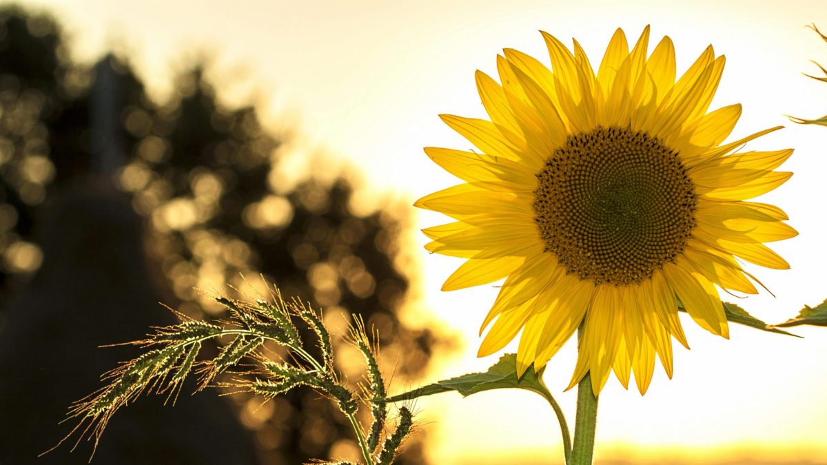 Sunflower