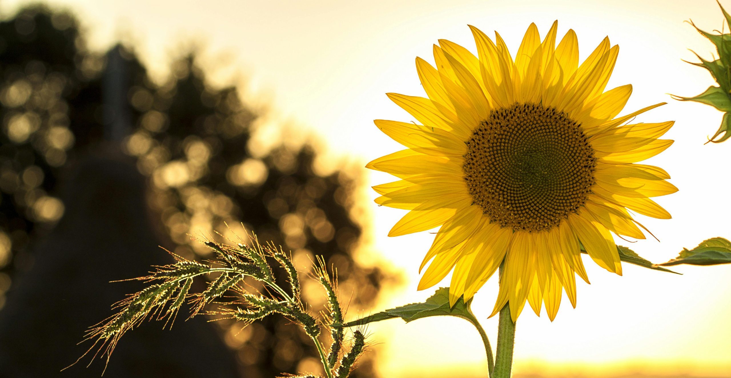 sunflower with a sunset background