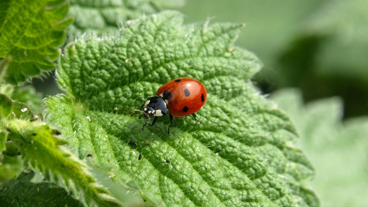 ladybug