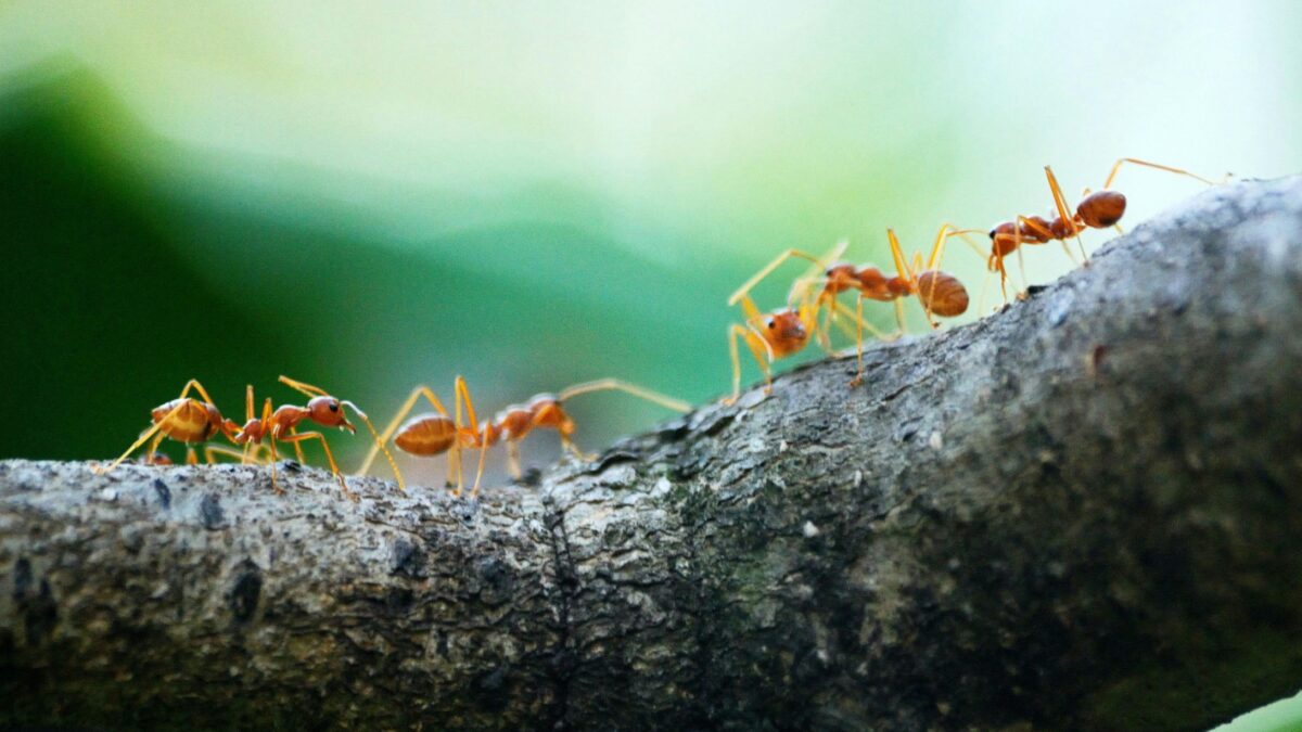 Ants