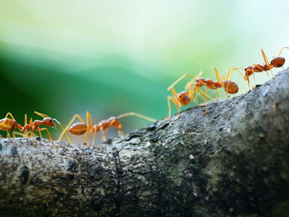 Ants