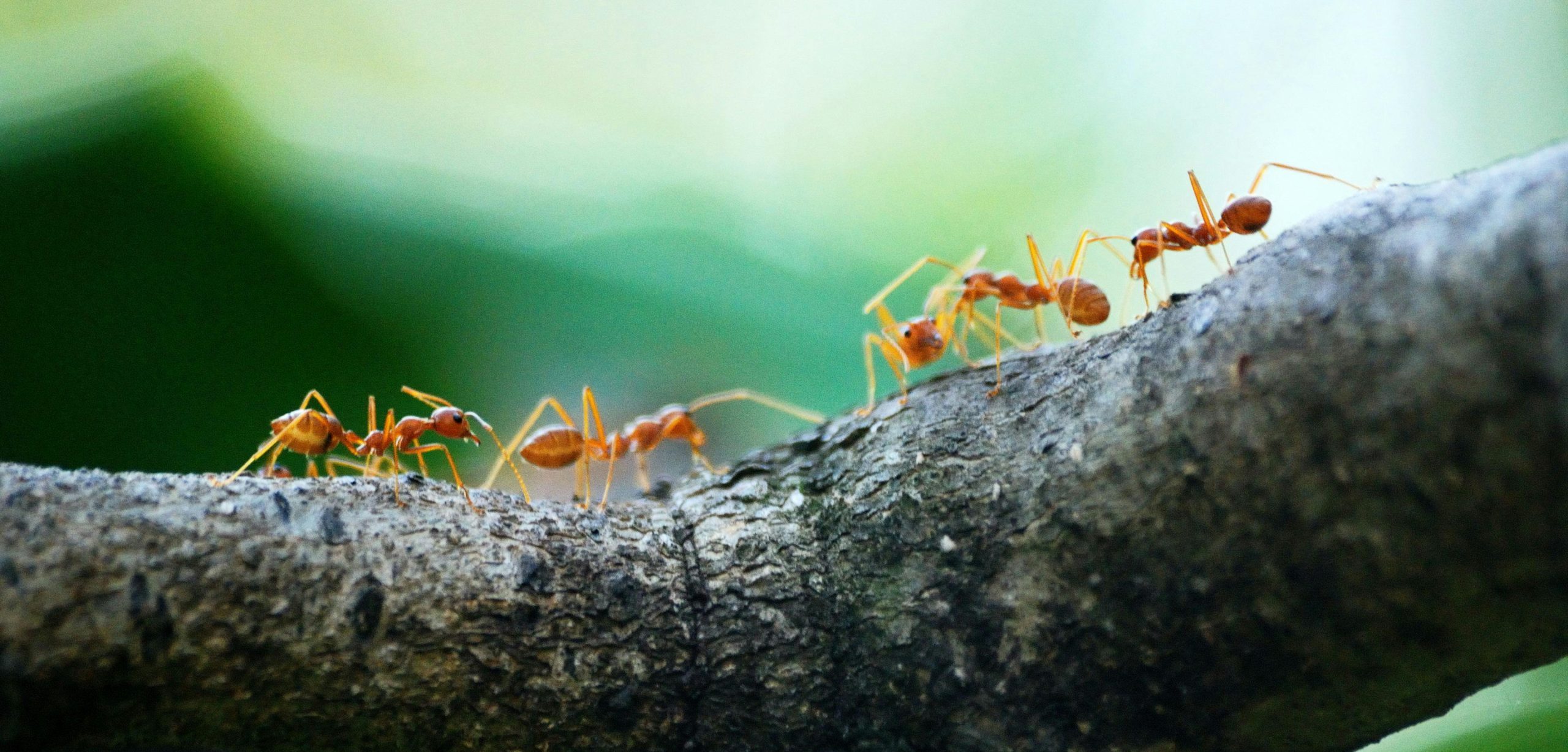 ants on a stick