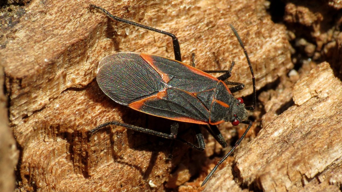 Boxelder bug