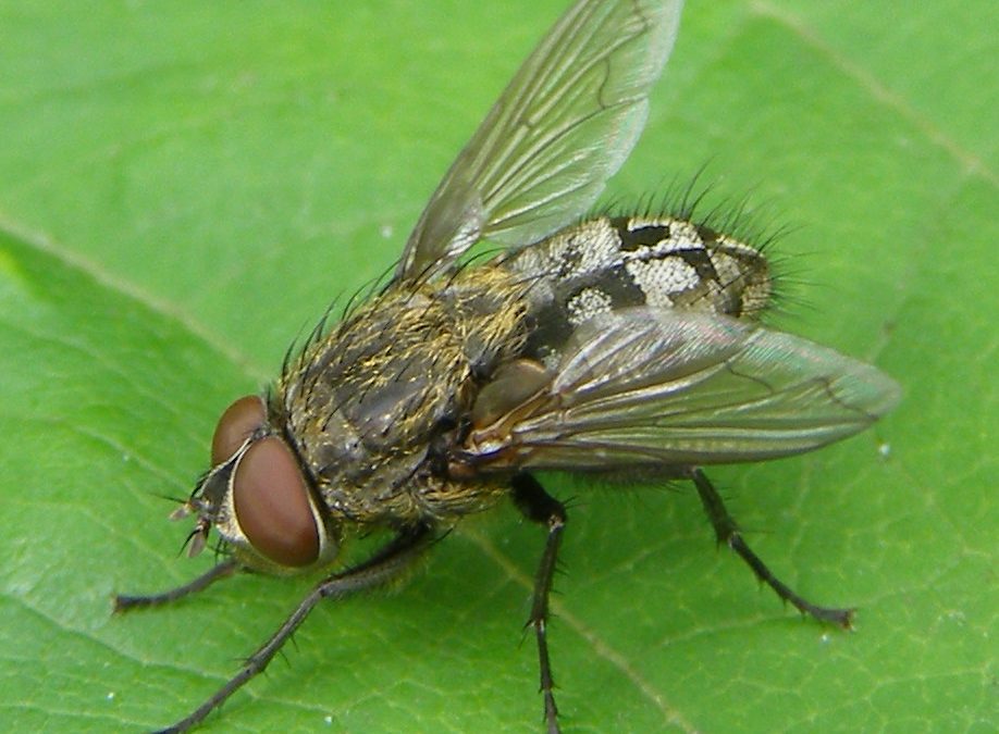 Cluster fly