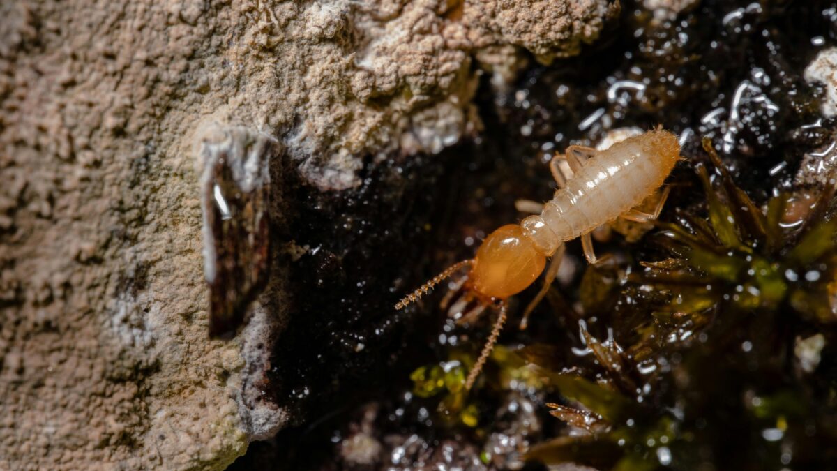Termite