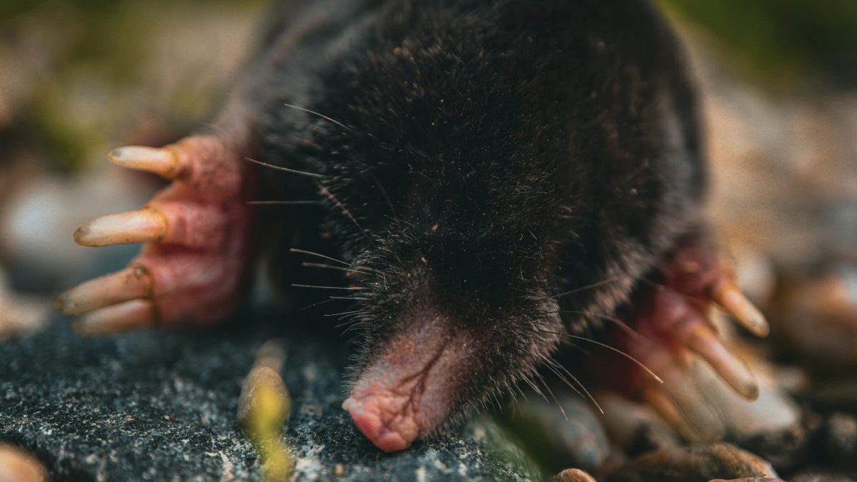 mole