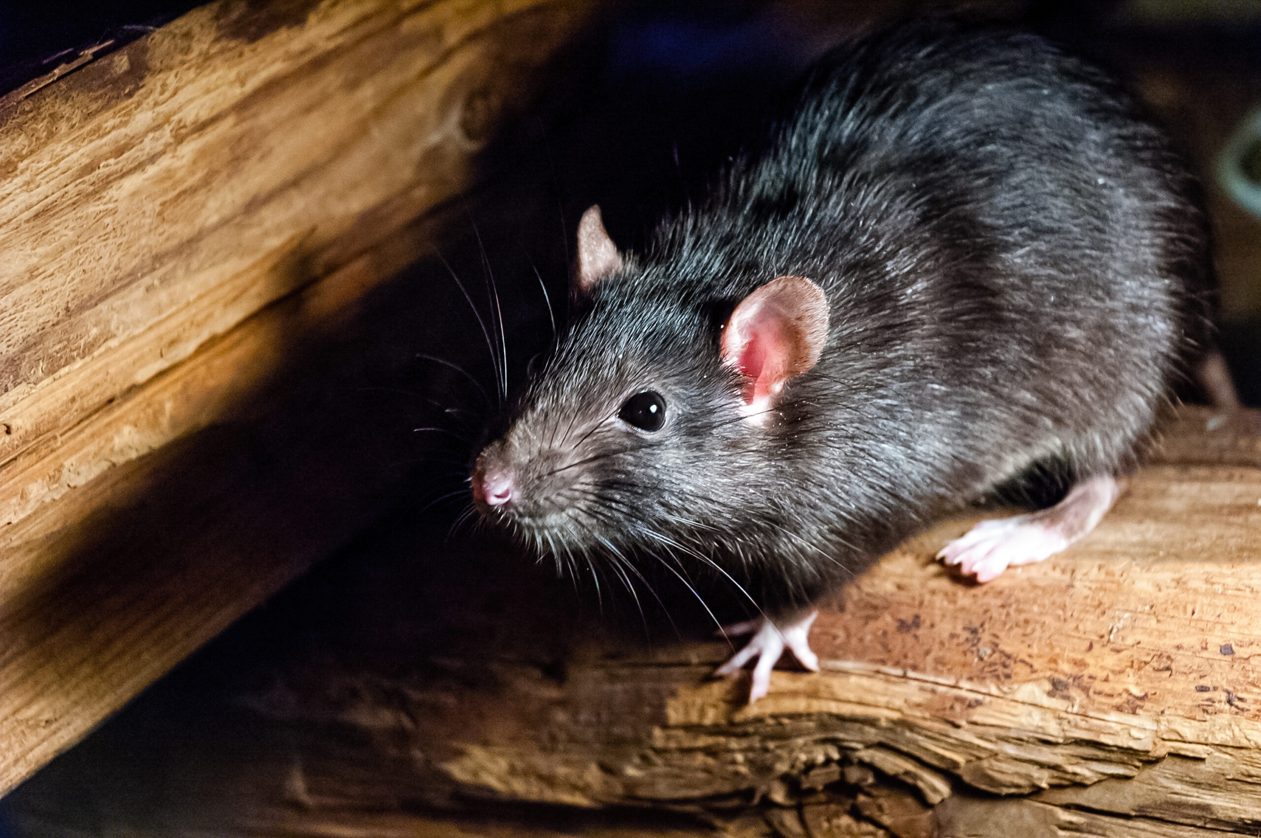 Exploring The Lifecycle Of A Rat | Insight Pest Solutions