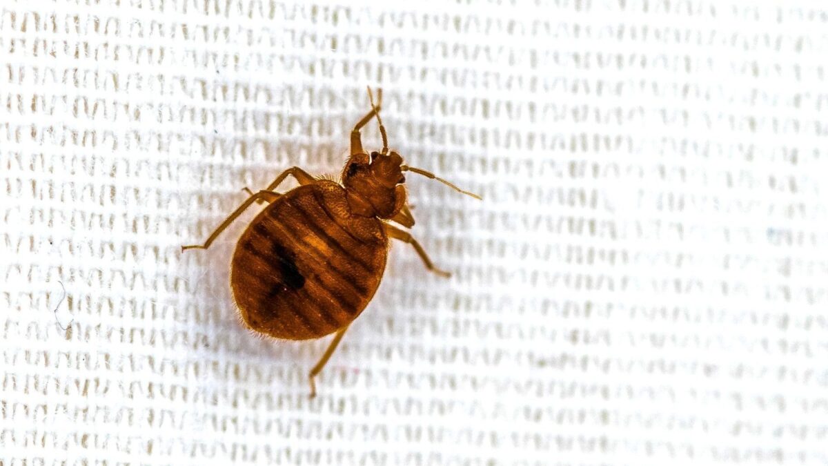 bedbug