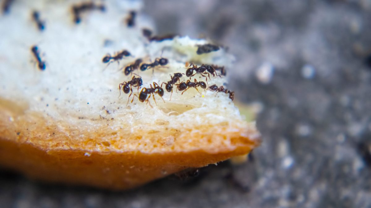 ants on bread