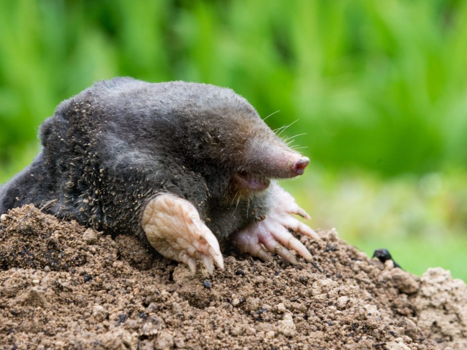 Mole coming out of it's burrow