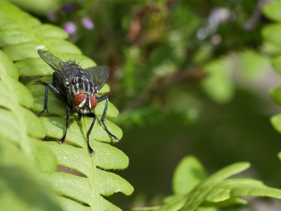 house fly on a leaf