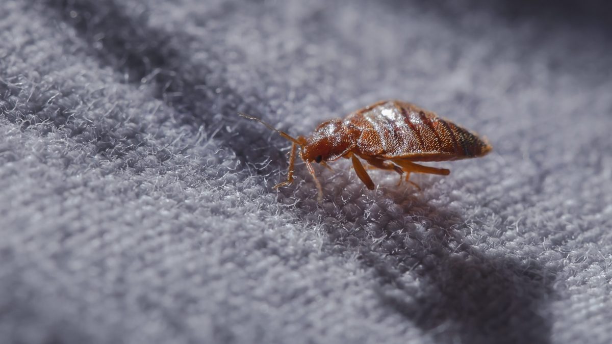 bedbug