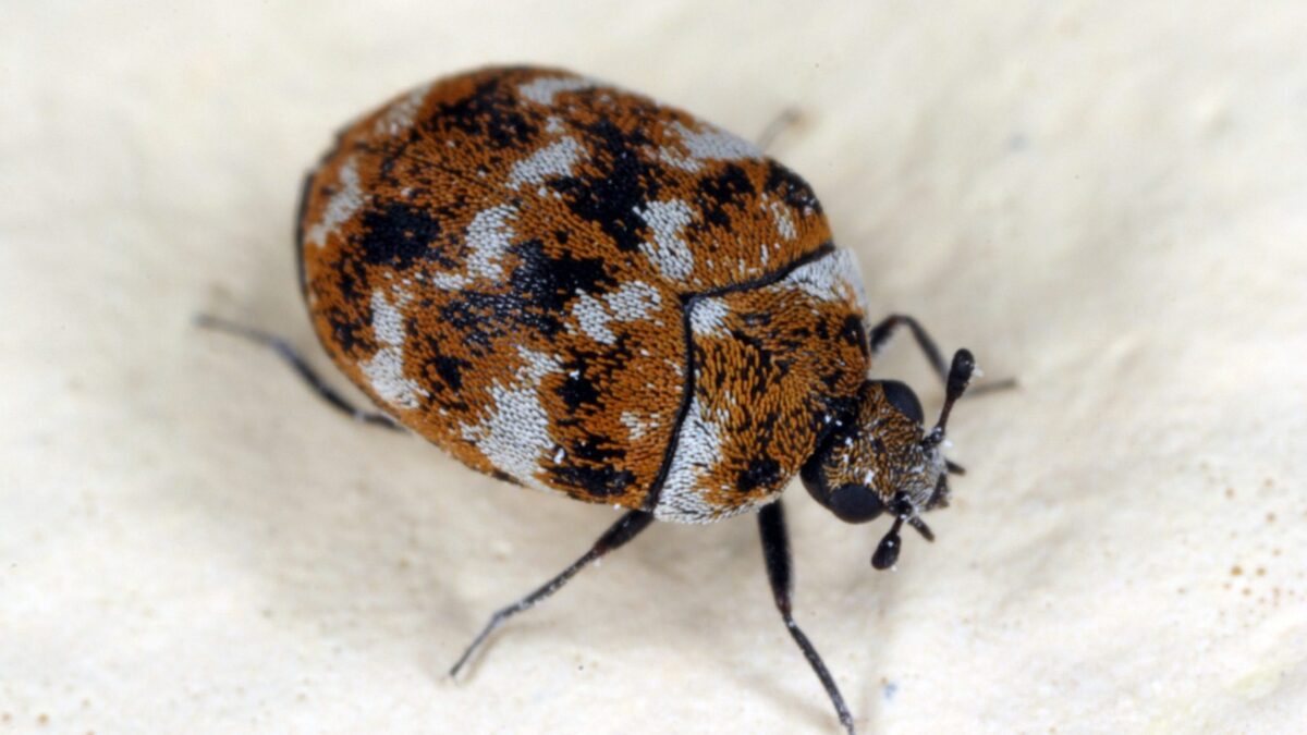 beetle