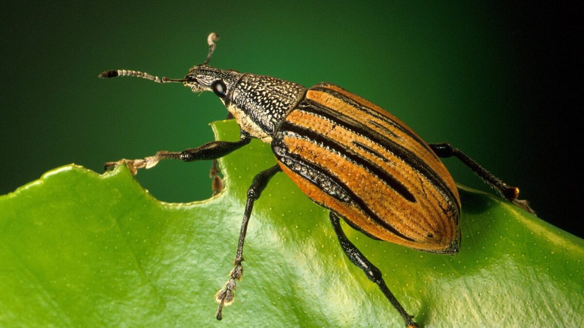 weevil
