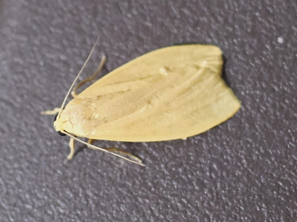 moth