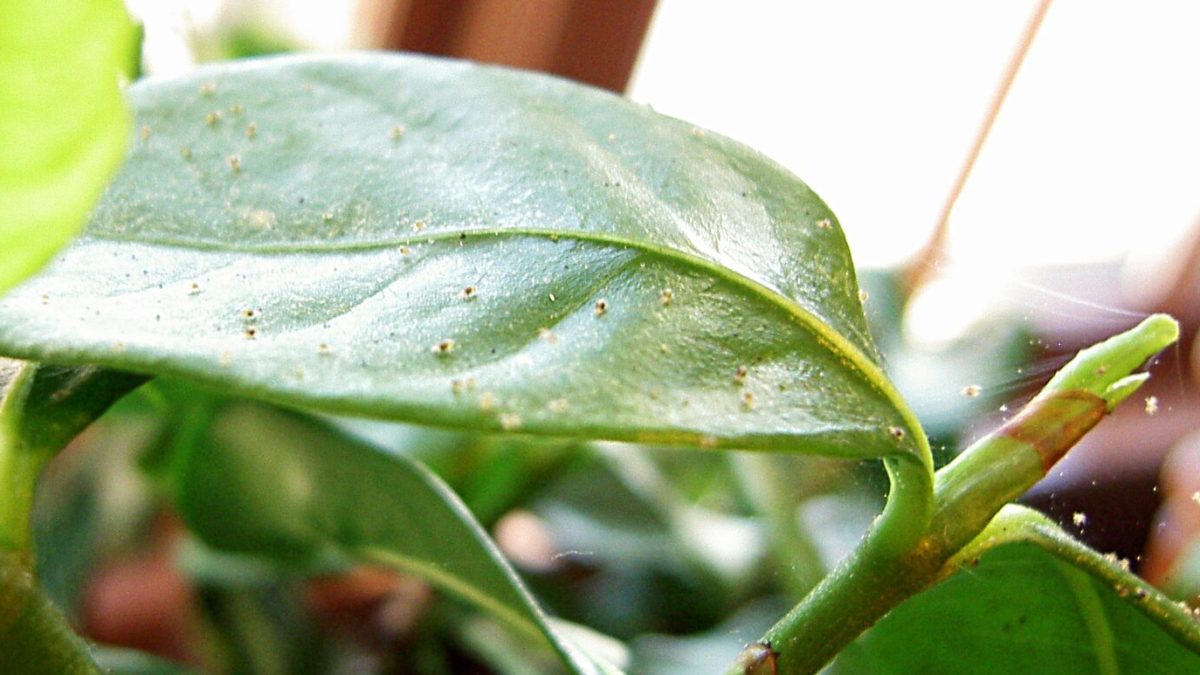 spider mites on a leaf