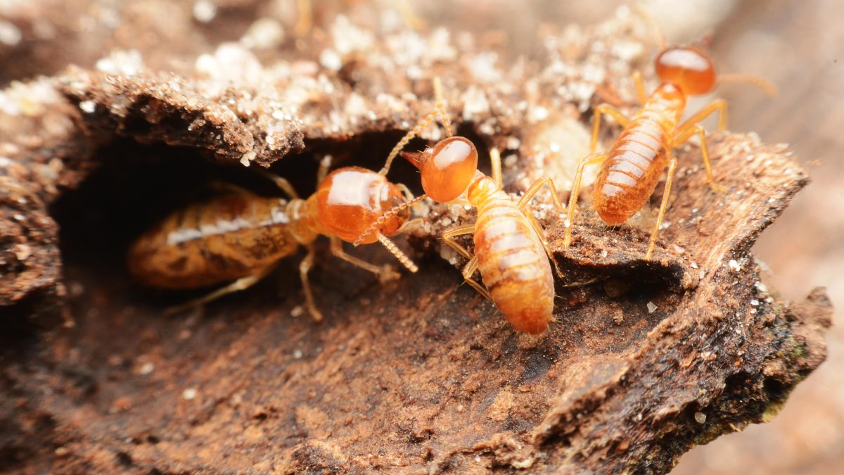 Termites in a log