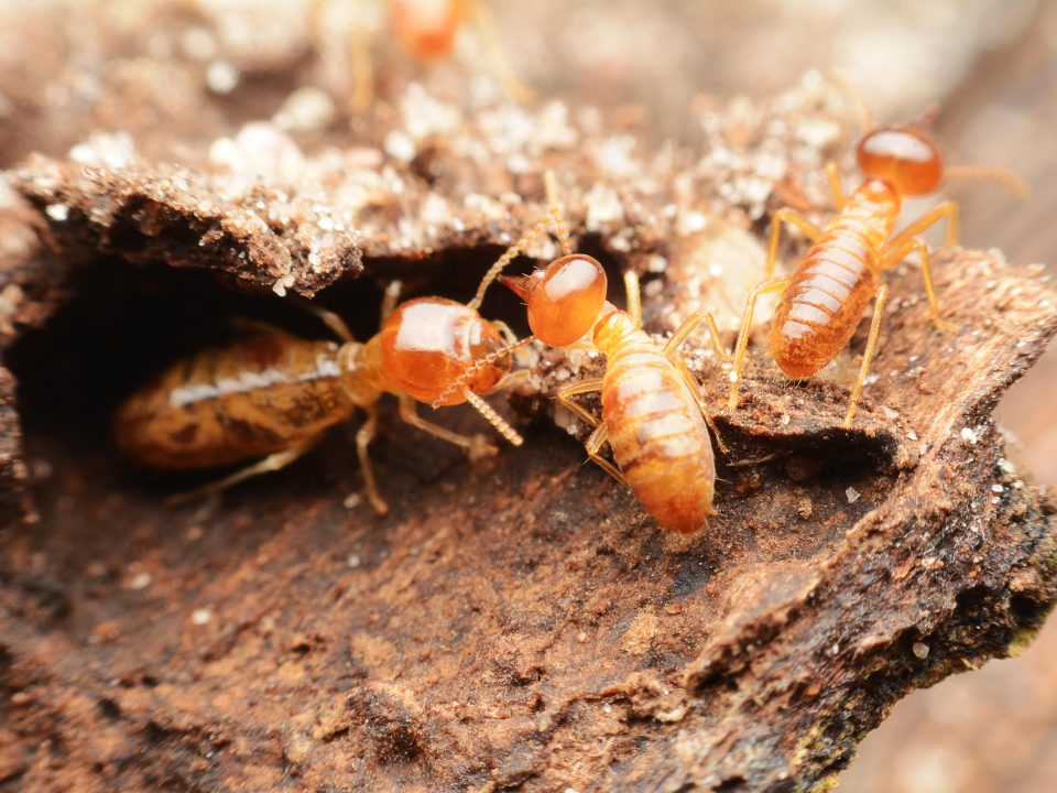 Termites in a log