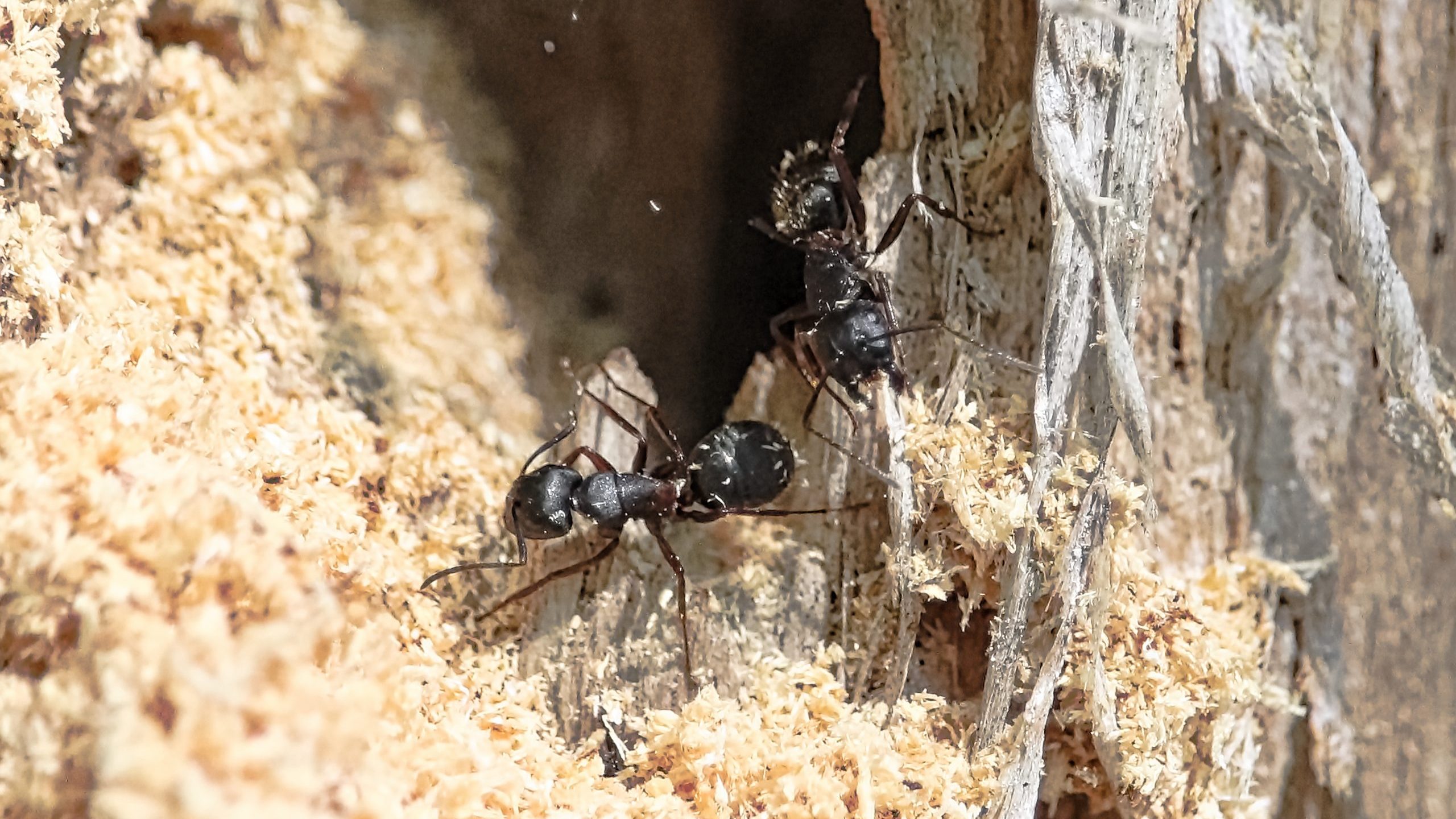 Understanding the Lifecycle of Carpenter Ants Insight Pest Solutions