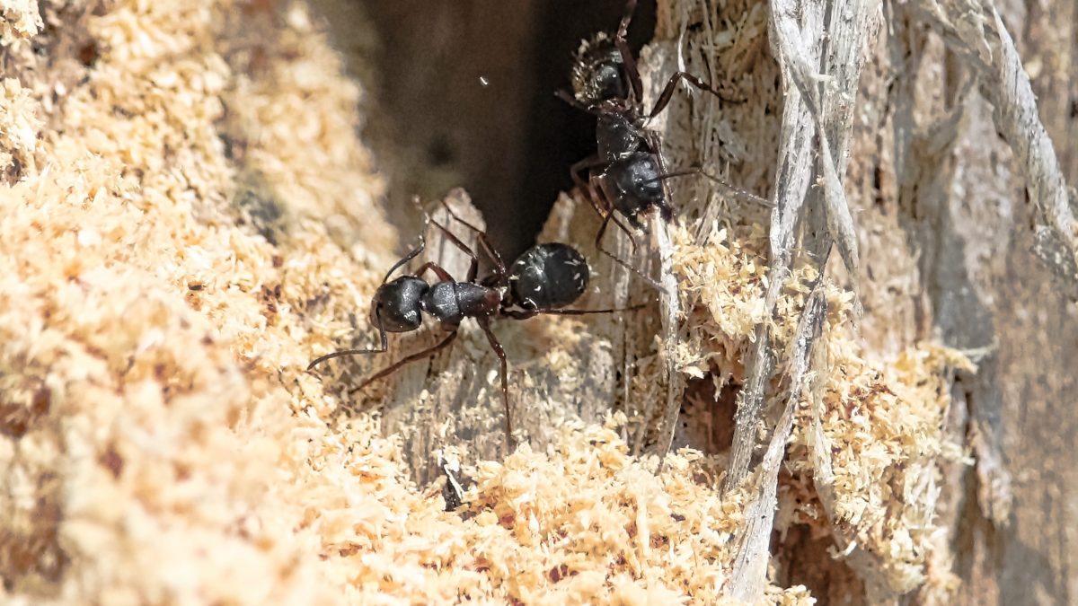 Carpenter Ants