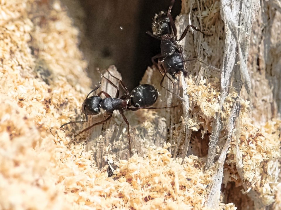 Carpenter Ants