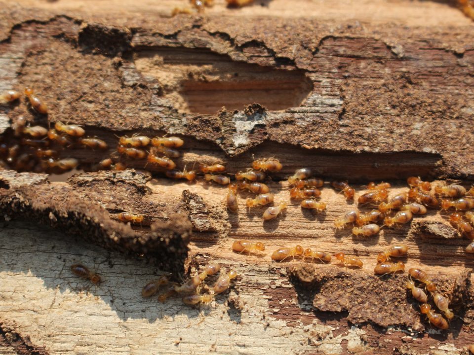 Termites in a log