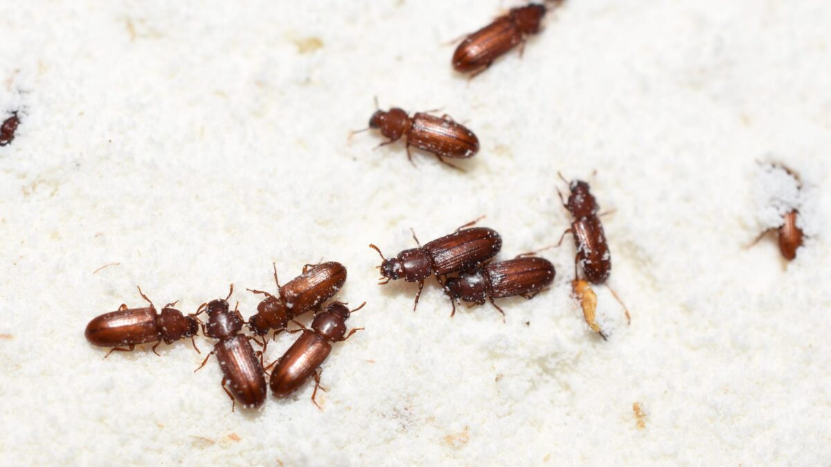 Beetles