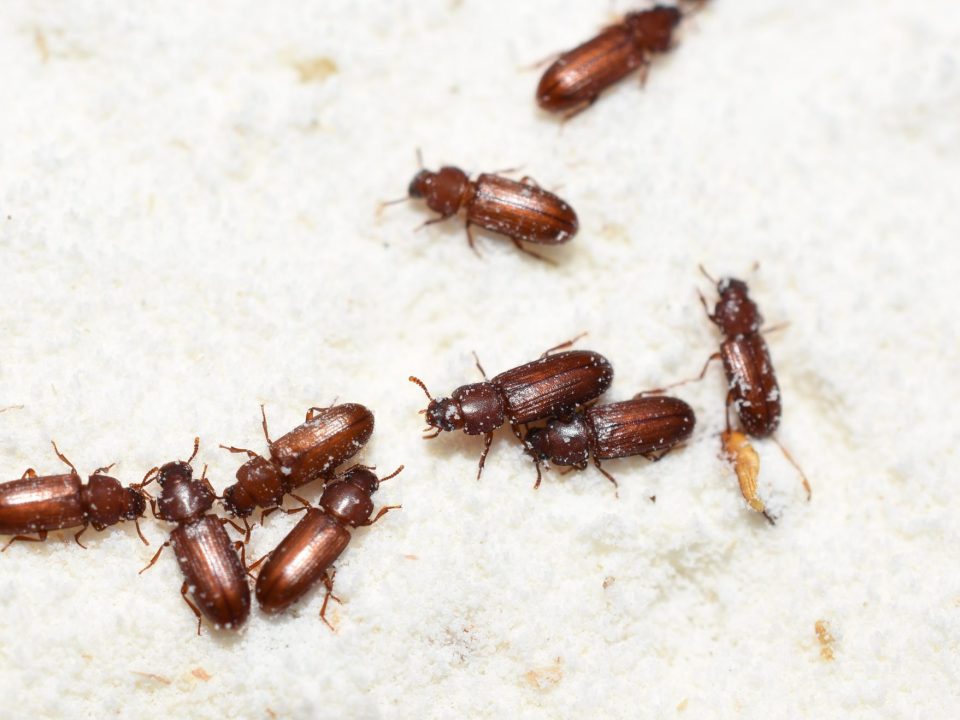 Beetles
