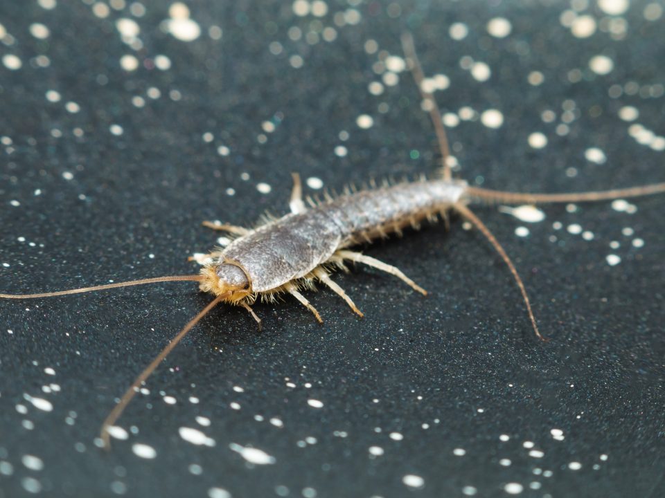 Silverfish
