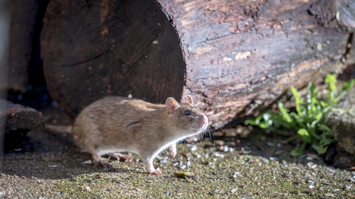 Rat