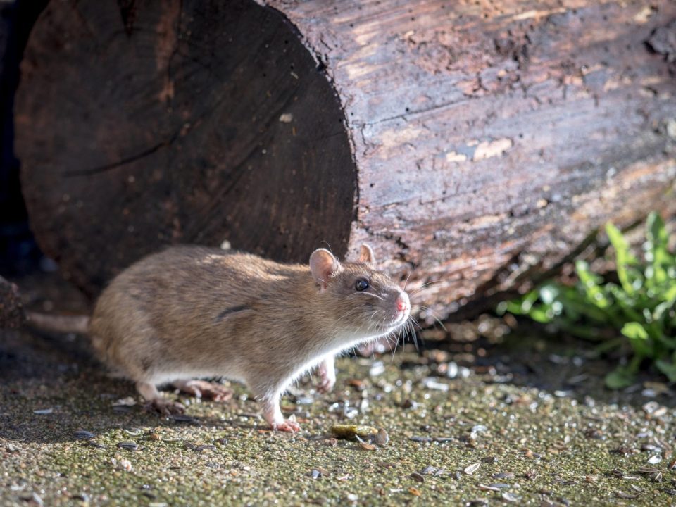 Rat