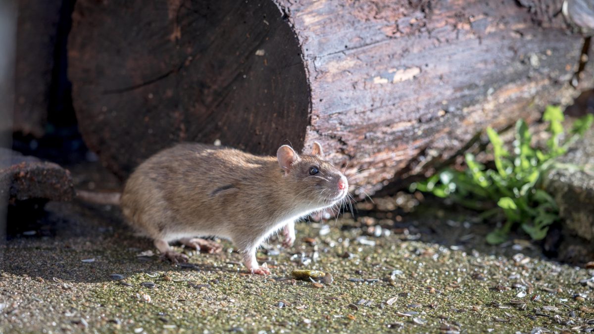 Rat