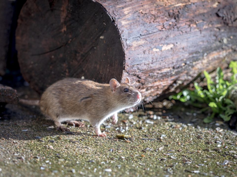 Rat